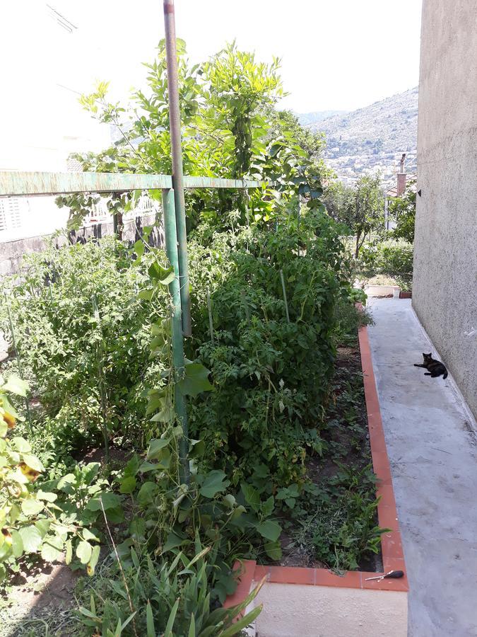 Studio Apartment Garden 杜布罗夫尼克 外观 照片